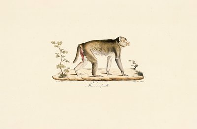 tekijältä Jacques Christophe Werner