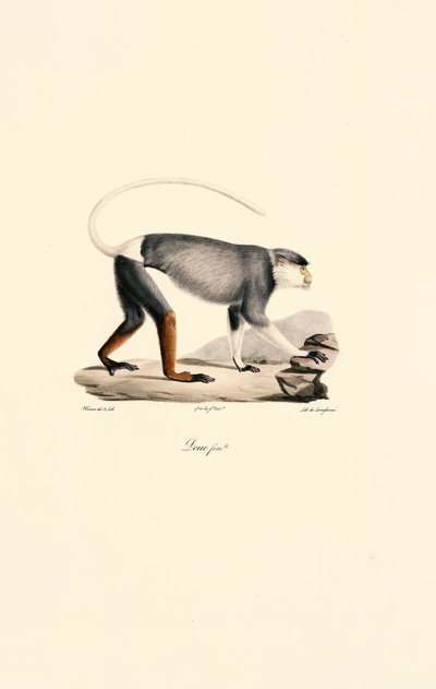  tekijältä Jacques Christophe Werner