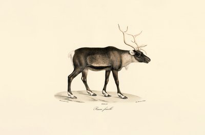  tekijältä Jacques Christophe Werner