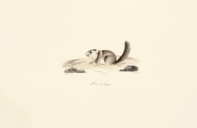 Gambian auringon orava tekijältä Jacques Christophe Werner