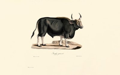Gaur Mies tekijältä Jacques Christophe Werner