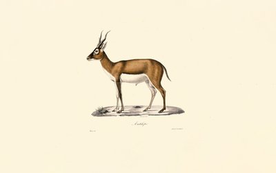 Goitered Gazelle tekijältä Jacques Christophe Werner