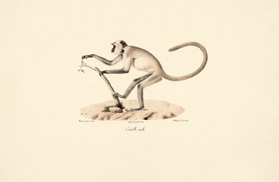 Harmaa Hanuman Langur tekijältä Jacques Christophe Werner