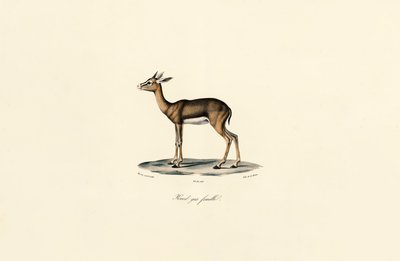 Gray Reedbuck (naaras) tekijältä Jacques Christophe Werner