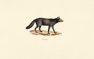 Harmaa Meerkatti tekijältä Jacques Christophe Werner