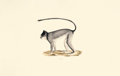 Hanuman Langur tekijältä Jacques Christophe Werner