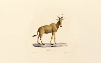  tekijältä Jacques Christophe Werner