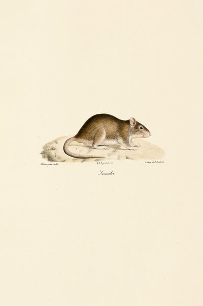  tekijältä Jacques Christophe Werner