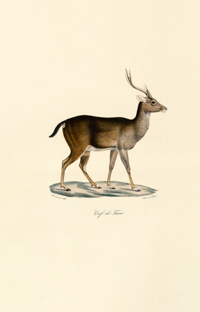 Javan Rusa tekijältä Jacques Christophe Werner