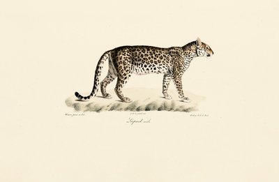 Leopardi, uros tekijältä Jacques Christophe Werner