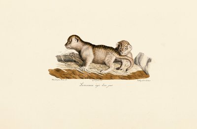 Leijonanpennut päivän vanha tekijältä Jacques Christophe Werner