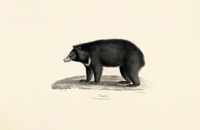 Malesialainen aurinkokarhu tekijältä Jacques Christophe Werner