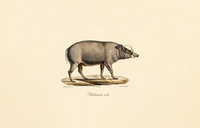 Mies Babirusa tekijältä Jacques Christophe Werner