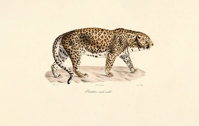  tekijältä Jacques Christophe Werner