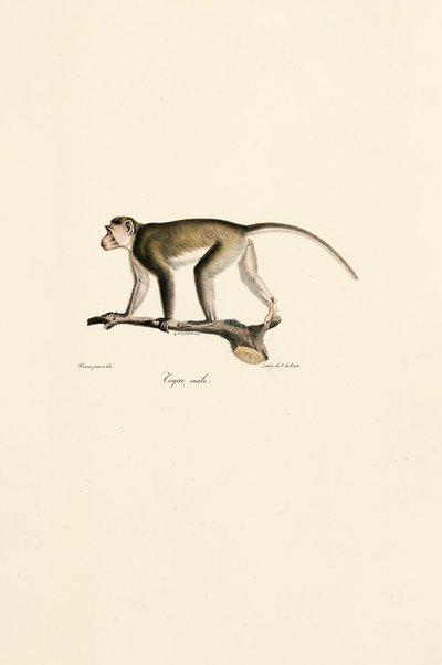 uros orava-apina tekijältä Jacques Christophe Werner