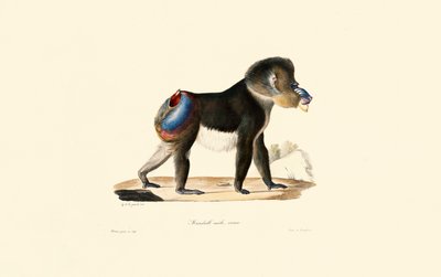  tekijältä Jacques Christophe Werner