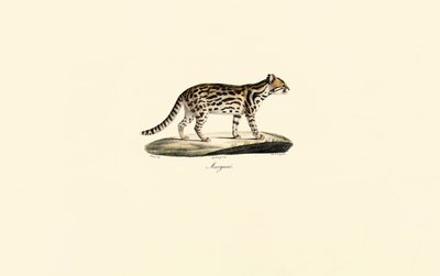 Margay tekijältä Jacques Christophe Werner