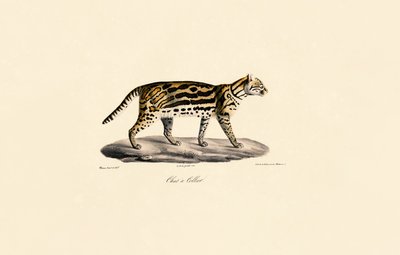  tekijältä Jacques Christophe Werner