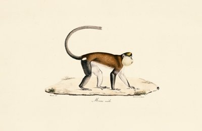 Mona Monkey tekijältä Jacques Christophe Werner
