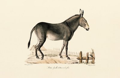  tekijältä Jacques Christophe Werner