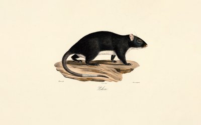 Muskrat tekijältä Jacques Christophe Werner