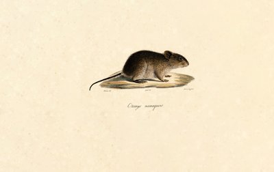  tekijältä Jacques Christophe Werner