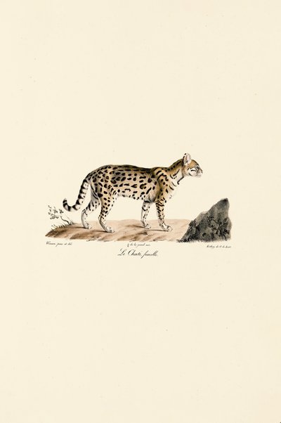 Ocelot, naaras tekijältä Jacques Christophe Werner