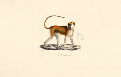 Patas Monkey (Mies) tekijältä Jacques Christophe Werner