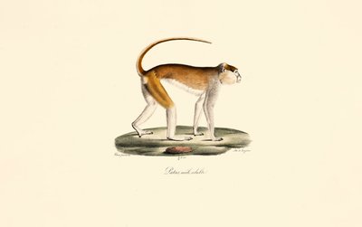  tekijältä Jacques Christophe Werner