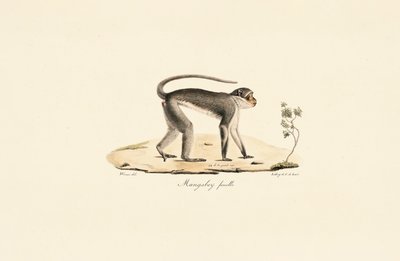  tekijältä Jacques Christophe Werner