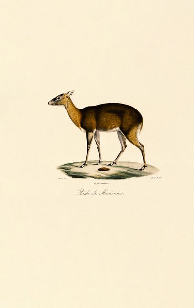 Filippiinien täplikäs peura (Visayan Spotted Deer) tekijältä Jacques Christophe Werner