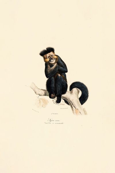  tekijältä Jacques Christophe Werner