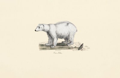 Jääkarhu tekijältä Jacques Christophe Werner