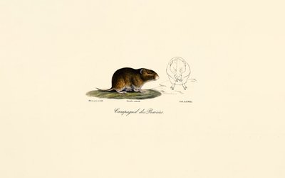 Preeriamyyrä (Meadow vole) tekijältä Jacques Christophe Werner
