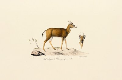 Pronghorn-antilooppi tekijältä Jacques Christophe Werner
