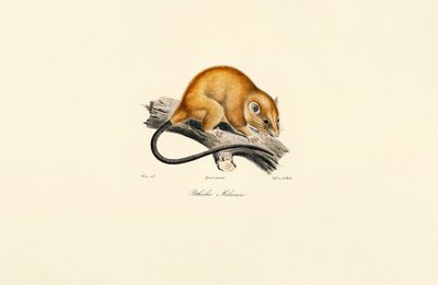 Punamultaorava (Pithécidie Mélanure) tekijältä Jacques Christophe Werner