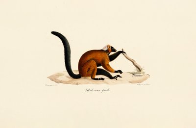 Punaposkinen lemuri tekijältä Jacques Christophe Werner