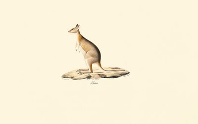 Punakaulapademelon tekijältä Jacques Christophe Werner