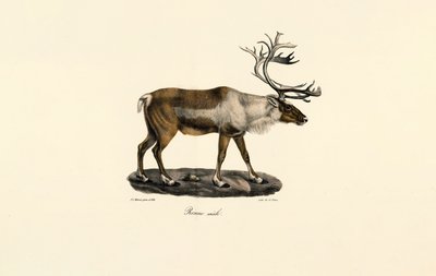 Poro (uros) tekijältä Jacques Christophe Werner
