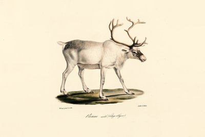  tekijältä Jacques Christophe Werner