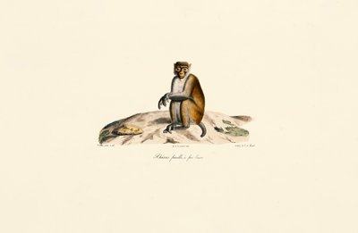 Rhesusmakakki (Macaca mulatta) tekijältä Jacques Christophe Werner