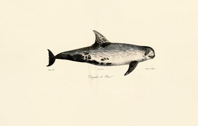Risson delfiini tekijältä Jacques Christophe Werner