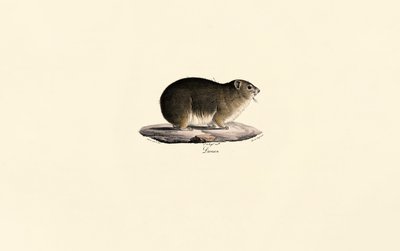 Rock Hyrax tekijältä Jacques Christophe Werner
