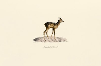Metsäkauris Fawn tekijältä Jacques Christophe Werner
