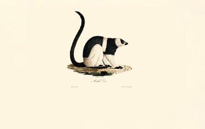 Ruffed Lemur tekijältä Jacques Christophe Werner