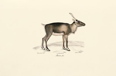 Siperian myskihirvi (Moschus moschiferus) tekijältä Jacques Christophe Werner