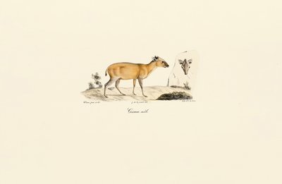 Etelä-Amerikan hirvieläimet tekijältä Jacques Christophe Werner