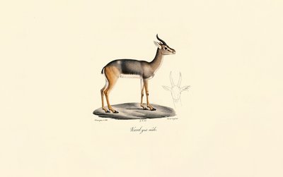 Révebi-antilooppi (Révebi-antilooppi, uros) tekijältä Jacques Christophe Werner
