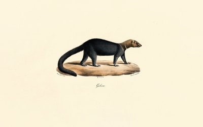 Tayra tekijältä Jacques Christophe Werner