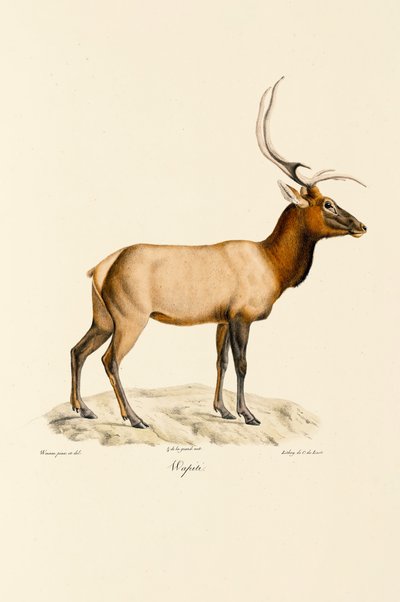 Wapiti tekijältä Jacques Christophe Werner